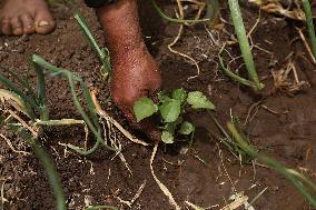 EGYPT-MONUFIA-COTTON PLANTING