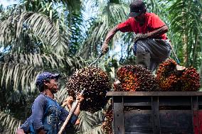 INDONESIA-BOGOR-PALM PLANTATION