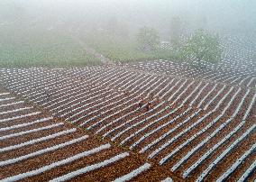 #CHINA-SHAANXI-LUEYANG-TERRACED FIELDS (CN)
