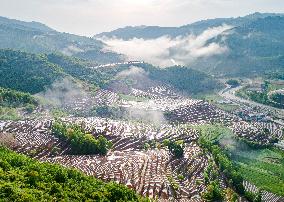 #CHINA-SHAANXI-LUEYANG-TERRACED FIELDS (CN)