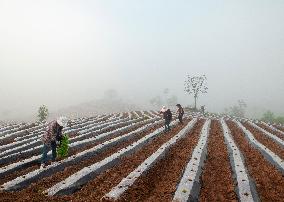 #CHINA-SHAANXI-LUEYANG-TERRACED FIELDS (CN)