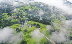 #CHINA-HUBEI-TEA GARDEN (CN)