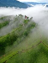 #CHINA-HUBEI-TEA GARDEN (CN)