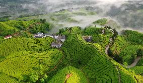 #CHINA-HUBEI-TEA GARDEN (CN)