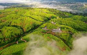 #CHINA-HUBEI-TEA GARDEN (CN)