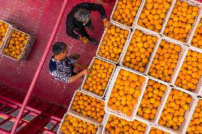 #CHINA-HUBEI-ORANGES (CN)