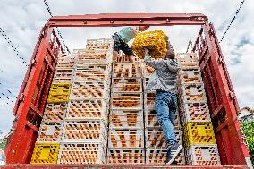 #CHINA-HUBEI-ORANGES (CN)