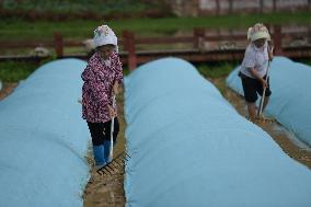 CHINA-GUIZHOU-SPRING-FARMING (CN)