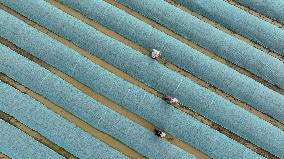 CHINA-GUIZHOU-SPRING-FARMING (CN)