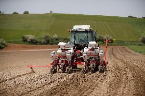 GREECE-THESSALONIKI-COTTON-SEEDING