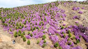 CHINA-INNER MONGOLIA-ZHALANTUN-AZALEA BLOSSOMS (CN)