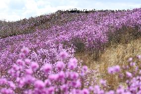 CHINA-INNER MONGOLIA-ZHALANTUN-AZALEA BLOSSOMS (CN)