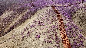 CHINA-INNER MONGOLIA-ZHALANTUN-AZALEA BLOSSOMS (CN)