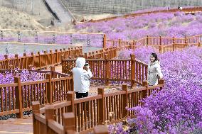 CHINA-INNER MONGOLIA-ZHALANTUN-AZALEA BLOSSOMS (CN)