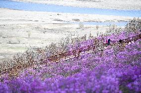 CHINA-INNER MONGOLIA-ZHALANTUN-AZALEA BLOSSOMS (CN)