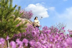 CHINA-INNER MONGOLIA-ZHALANTUN-AZALEA BLOSSOMS (CN)