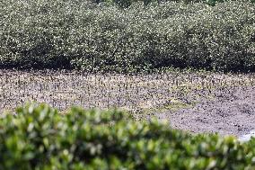 CHINA-HAINAN-HAIKOU-NATURE RESERVE  (CN)