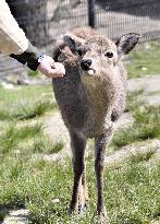 Japanese deer
