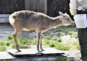 Japanese deer
