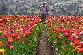 ISRAEL-KIRYAT SHMONA-FLOWER-HARVEST