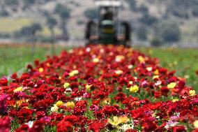 ISRAEL-KIRYAT SHMONA-FLOWER-HARVEST