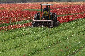 ISRAEL-KIRYAT SHMONA-FLOWER-HARVEST