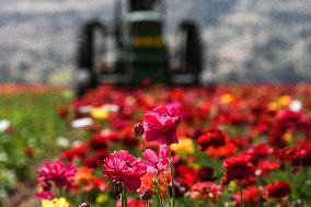 ISRAEL-KIRYAT SHMONA-FLOWER-HARVEST