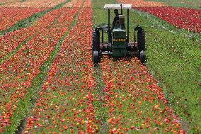 ISRAEL-KIRYAT SHMONA-FLOWER-HARVEST