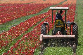 ISRAEL-KIRYAT SHMONA-FLOWER-HARVEST