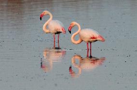 TURKEY-KONYA-BIRDS
