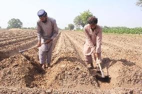 PAKISTAN-MULTAN-COTTON-SOWING