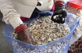 INDIA-MADHYA PRADESH-BHOPAL-GARLIC MARKET