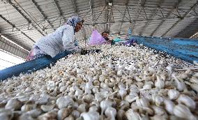 INDIA-MADHYA PRADESH-BHOPAL-GARLIC MARKET