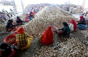 INDIA-MADHYA PRADESH-BHOPAL-GARLIC MARKET
