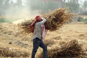 EGYPT-MONUFIA-WHEAT-HARVEST