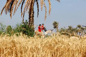 EGYPT-MONUFIA-WHEAT-HARVEST