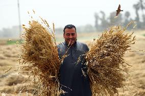 EGYPT-MONUFIA-WHEAT-HARVEST