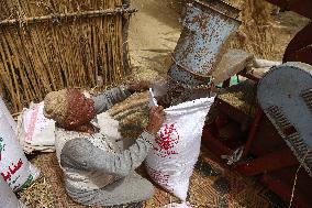 EGYPT-MONUFIA-WHEAT-HARVEST