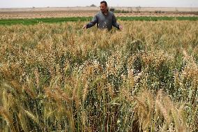 EGYPT-MONUFIA-WHEAT-HARVEST