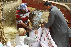 EGYPT-MONUFIA-WHEAT-HARVEST