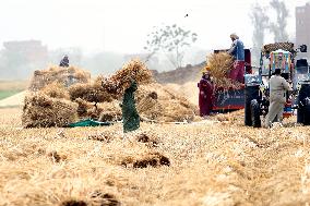 EGYPT-MONUFIA-WHEAT-HARVEST