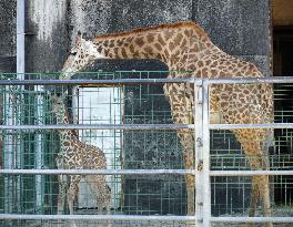 Giraffe born at southwestern Japan zoo