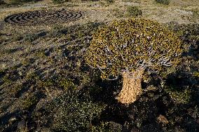 NAMIBIA-QUIVER TREE PARK