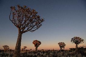 NAMIBIA-QUIVER TREE PARK