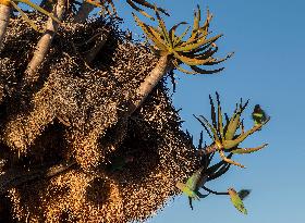 NAMIBIA-QUIVER TREE PARK