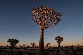 NAMIBIA-QUIVER TREE PARK