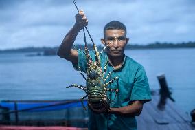 INDONESIA-ACEH-LOBSTER-DAILY LIFE