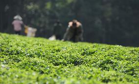 #CHINA-FARMING