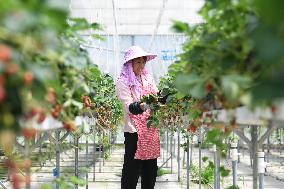 #CHINA-BEGINNING OF SUMMER-AGRICULTURE (CN)