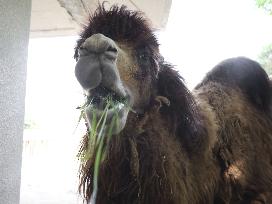 Camel at western Japan zoo